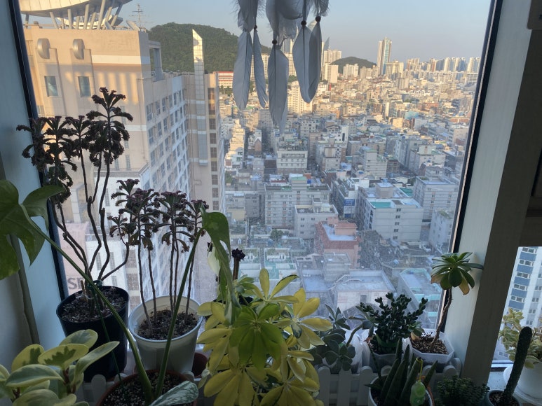 칸아로마오일 이미지