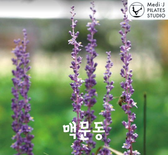 동양약용식물 이미지