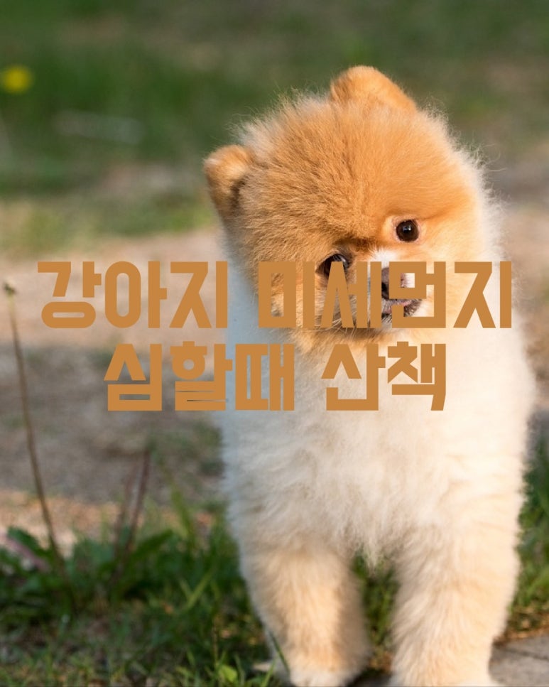 강아지 미세먼지 심할 때 산책