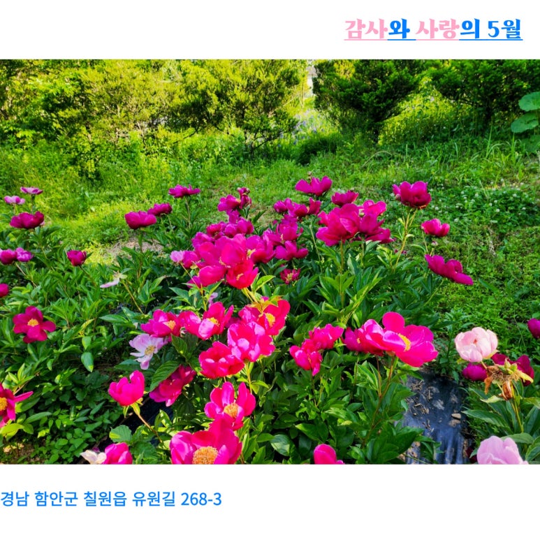 작약정원 이미지