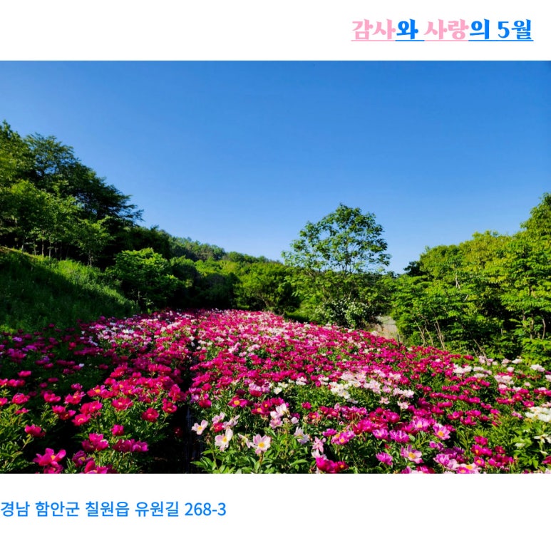 작약정원 이미지