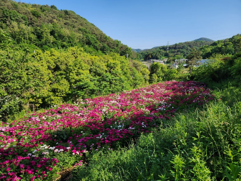 작약정원 이미지