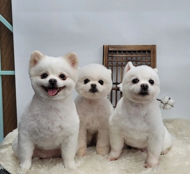 한국미용디자인협회 이미지