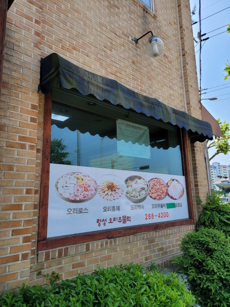 랑성오리 이미지