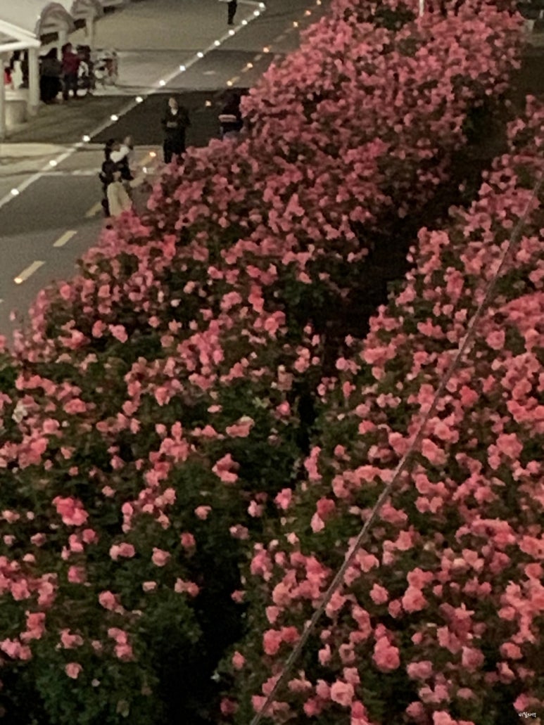 장일샐프타운 이미지
