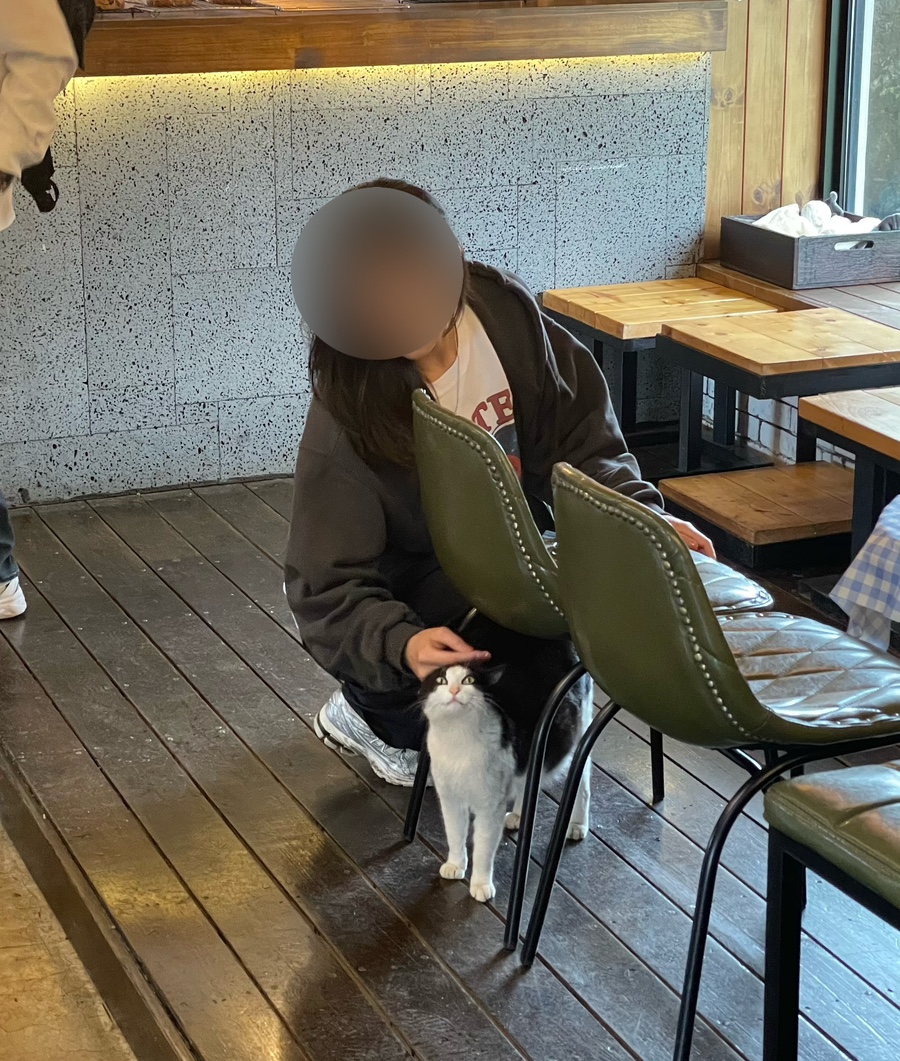 오케이선인장 이미지