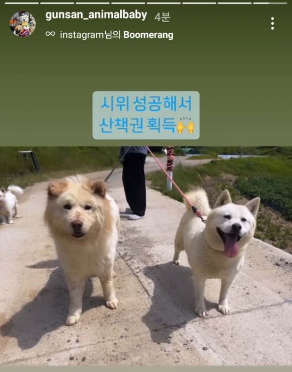 에버독 이미지