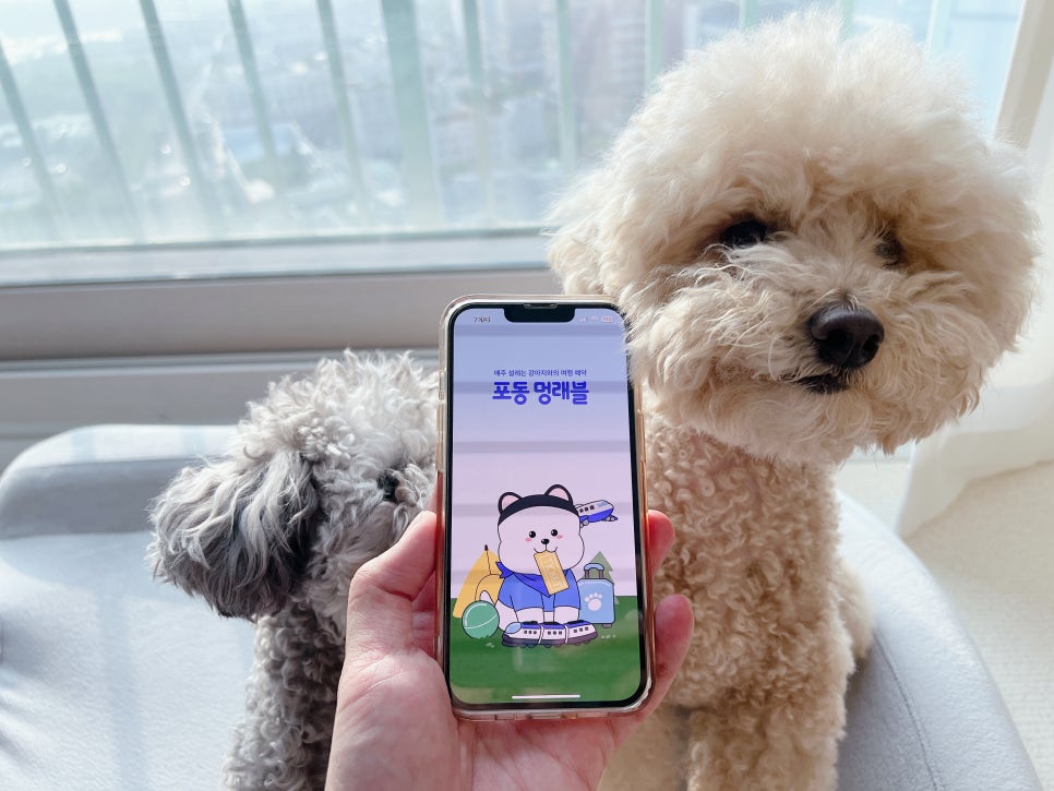 김포 애견운동장 에픽홈, 포동 멍래블 앱으로 예약하기 — 사진 3