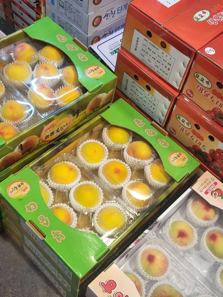 송푸르타 이미지