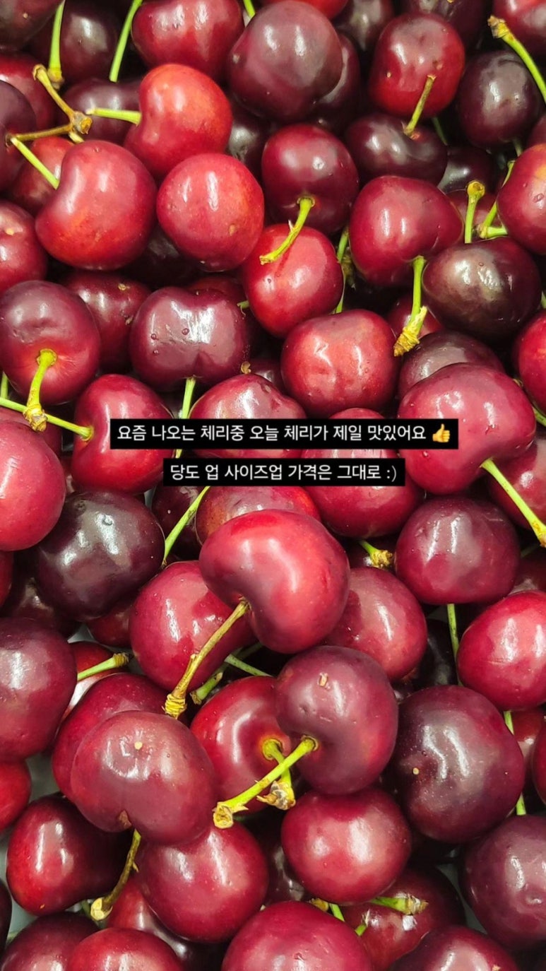 송푸르타 이미지