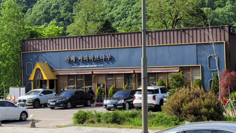 커피허브나무 이미지