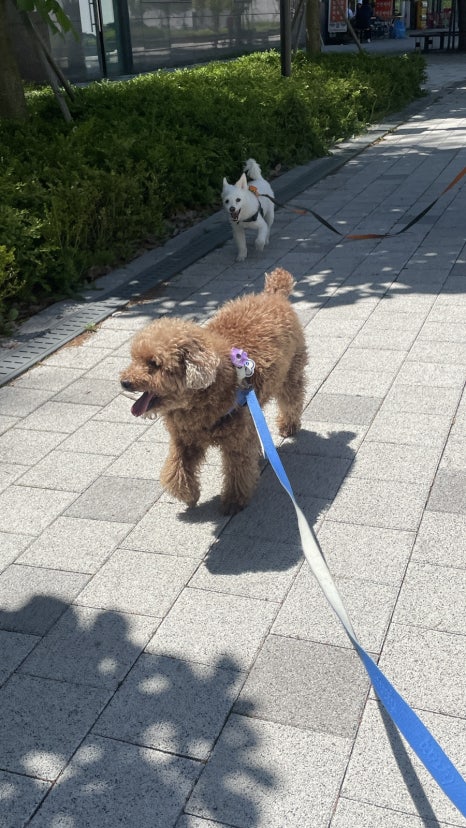 도담찹쌀떡 이미지