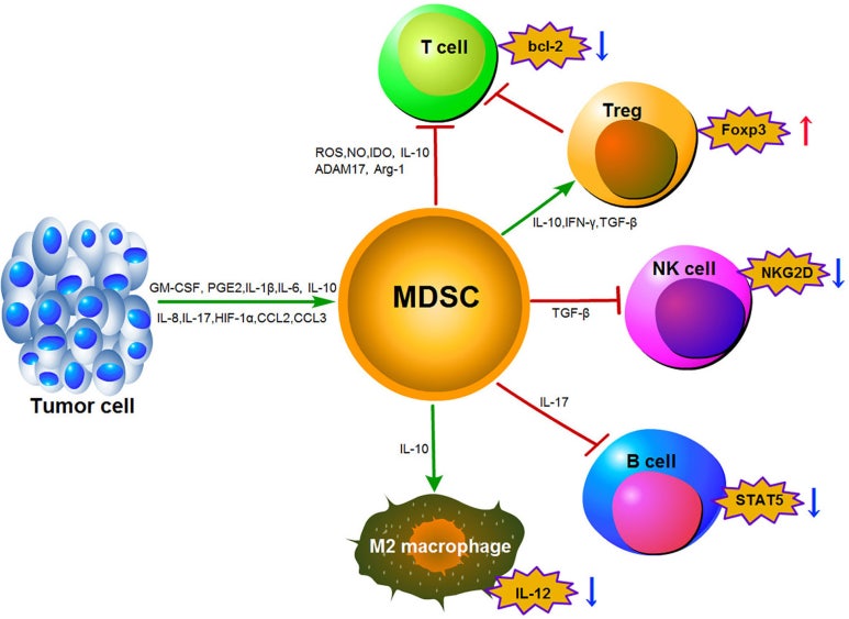 MDSC 이미지