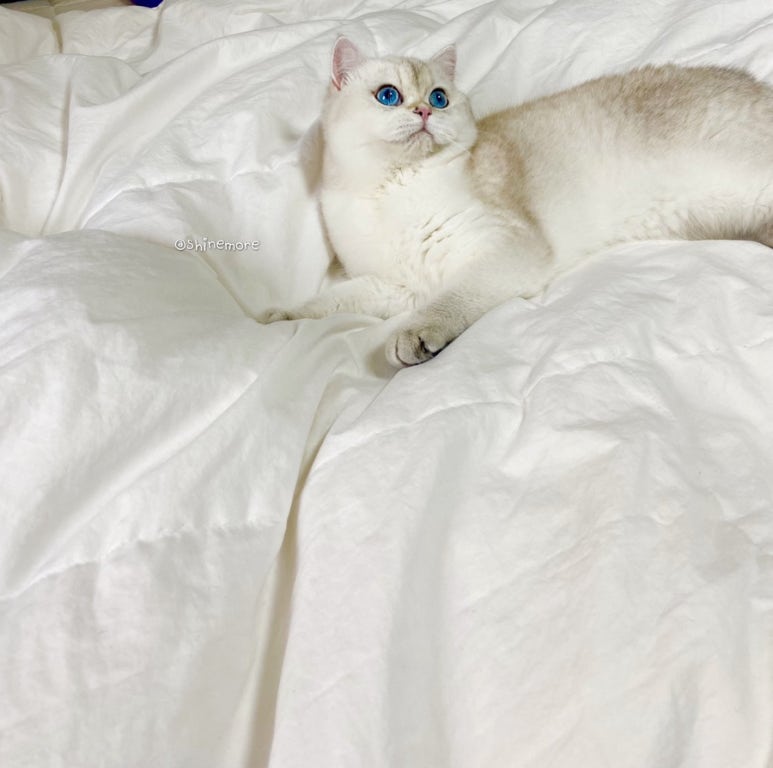 샤인모어 이미지