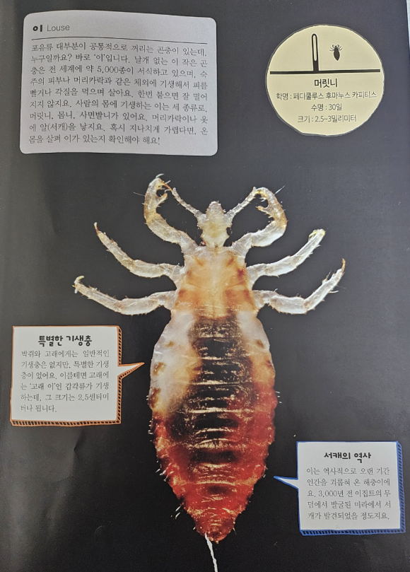 카피루스 이미지