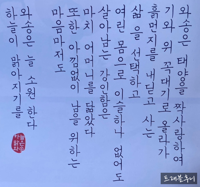 하늘맑은와송 이미지