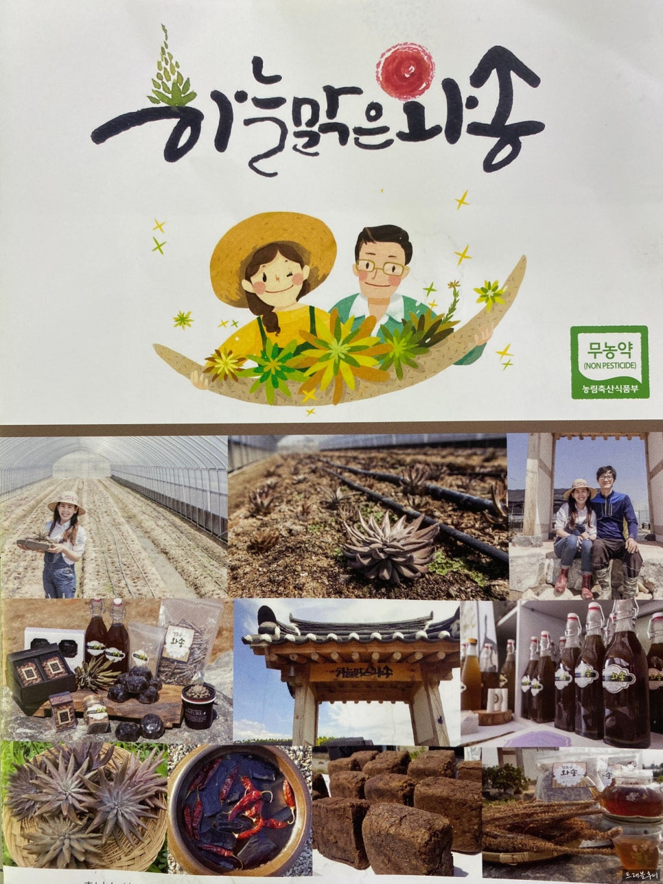 하늘맑은와송 이미지