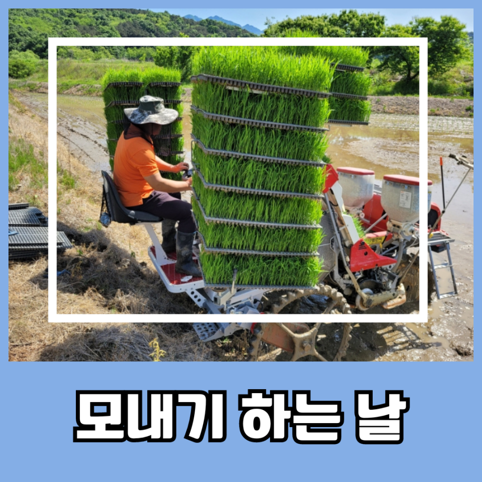 모내는날 이미지