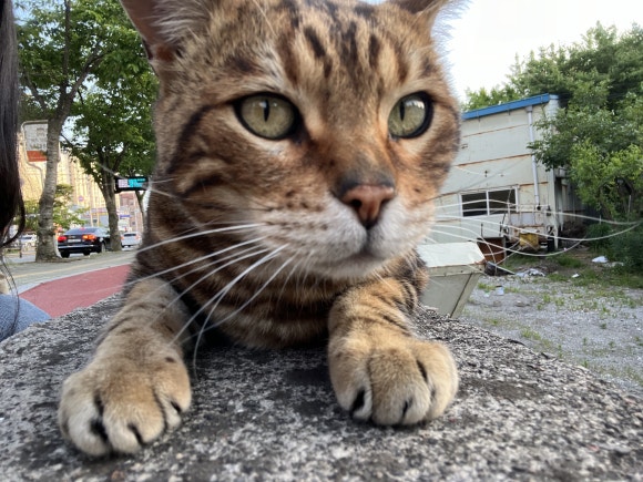 야옹수산 이미지