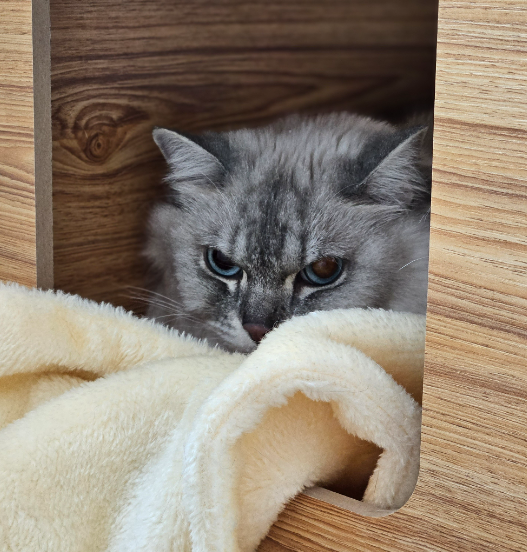 위례 고양이 호텔: 이사 시 안전한 위탁 서비스 — 사진 5