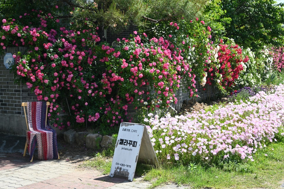 젤라꾸띠 이미지