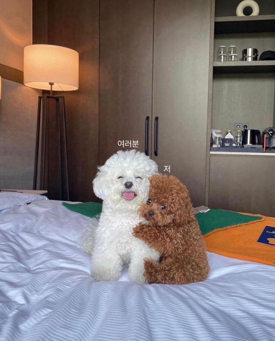 어서오슈 이미지