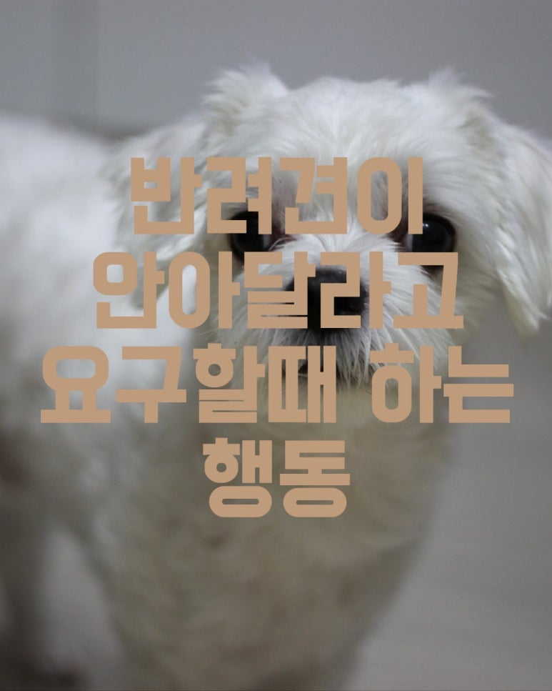 반려견이 안아달라고 요구할 때 하는 행동
