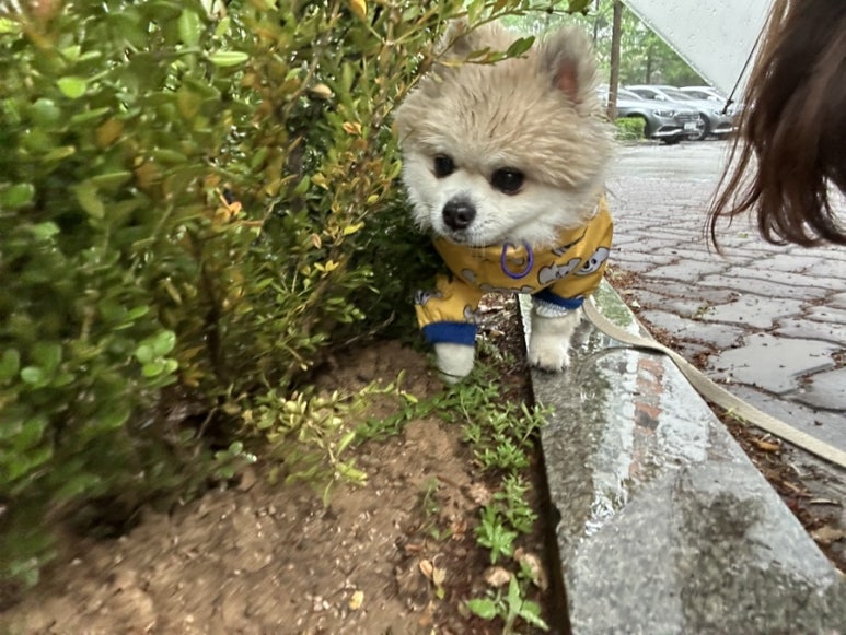 꼰미고 이미지