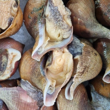 준수산 이미지