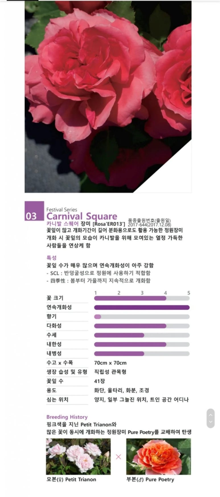 에버로즈 이미지