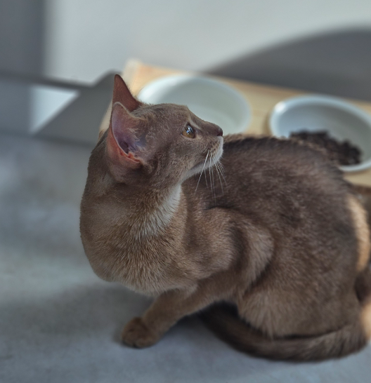 위례 고양이 호텔: 이사 시 안전한 위탁 서비스 — 사진 4