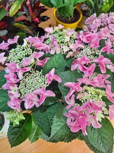 쩡아네정원 이미지