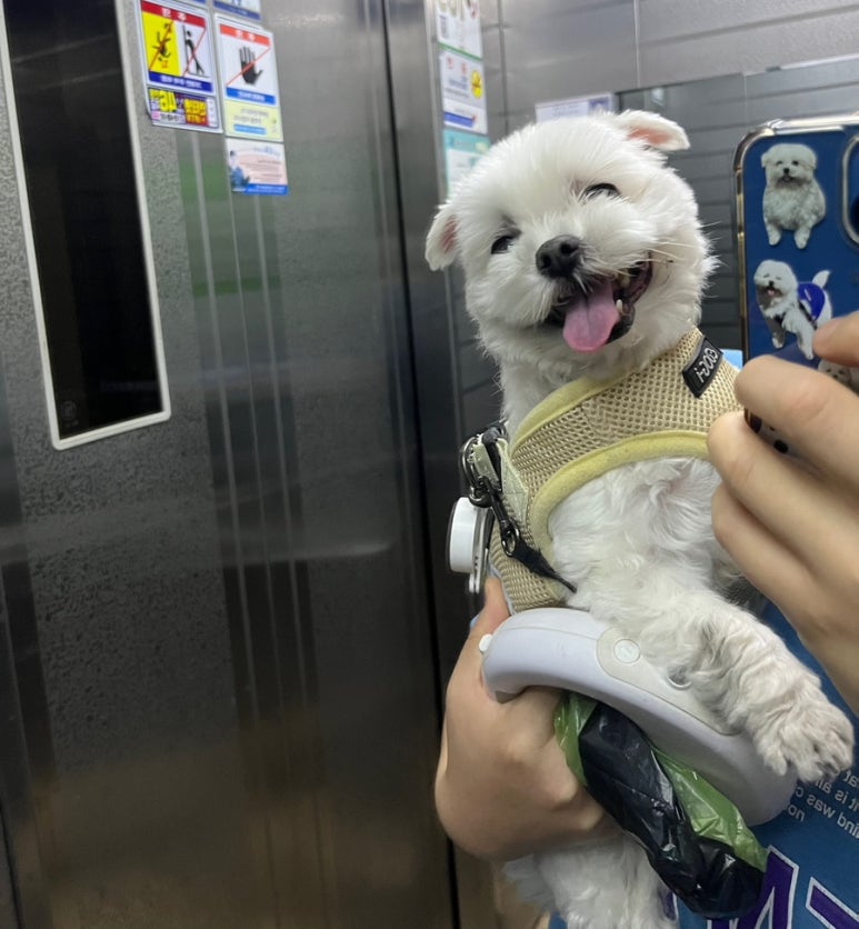 배배샵 이미지