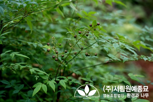 조경설계서림 이미지