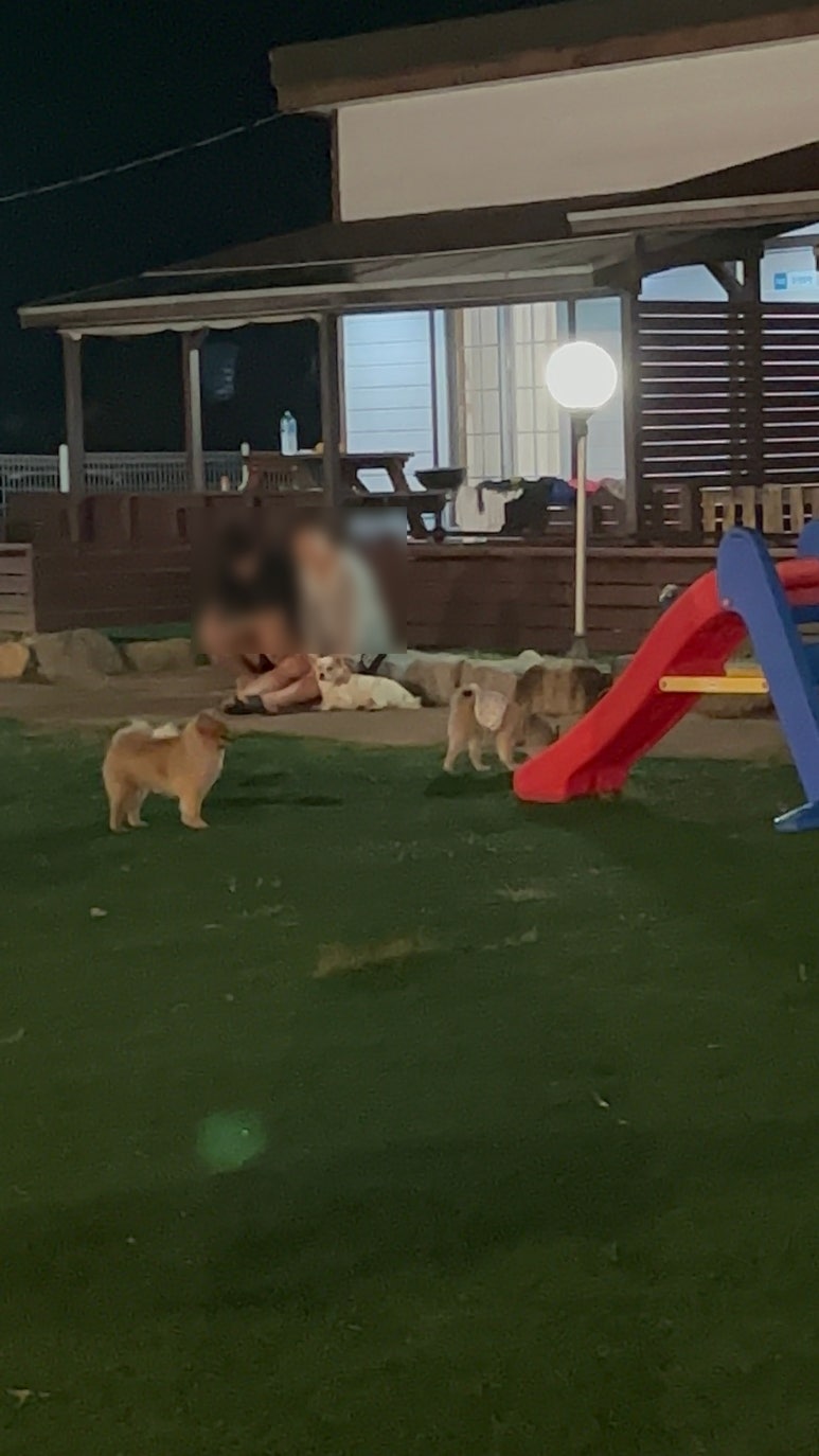 웰컴독애견펜션 이미지