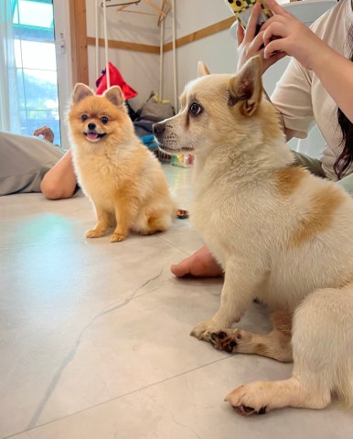 웰컴독애견펜션 이미지