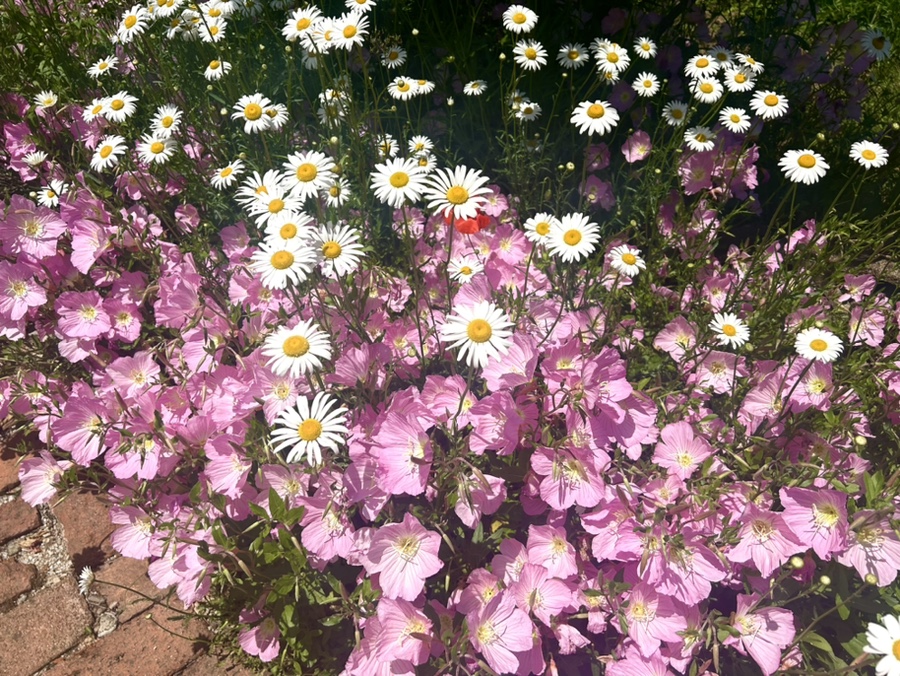 카페동호 이미지