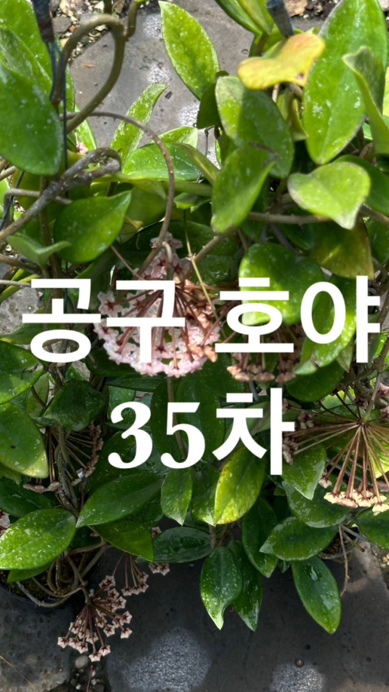 문산화원 이미지