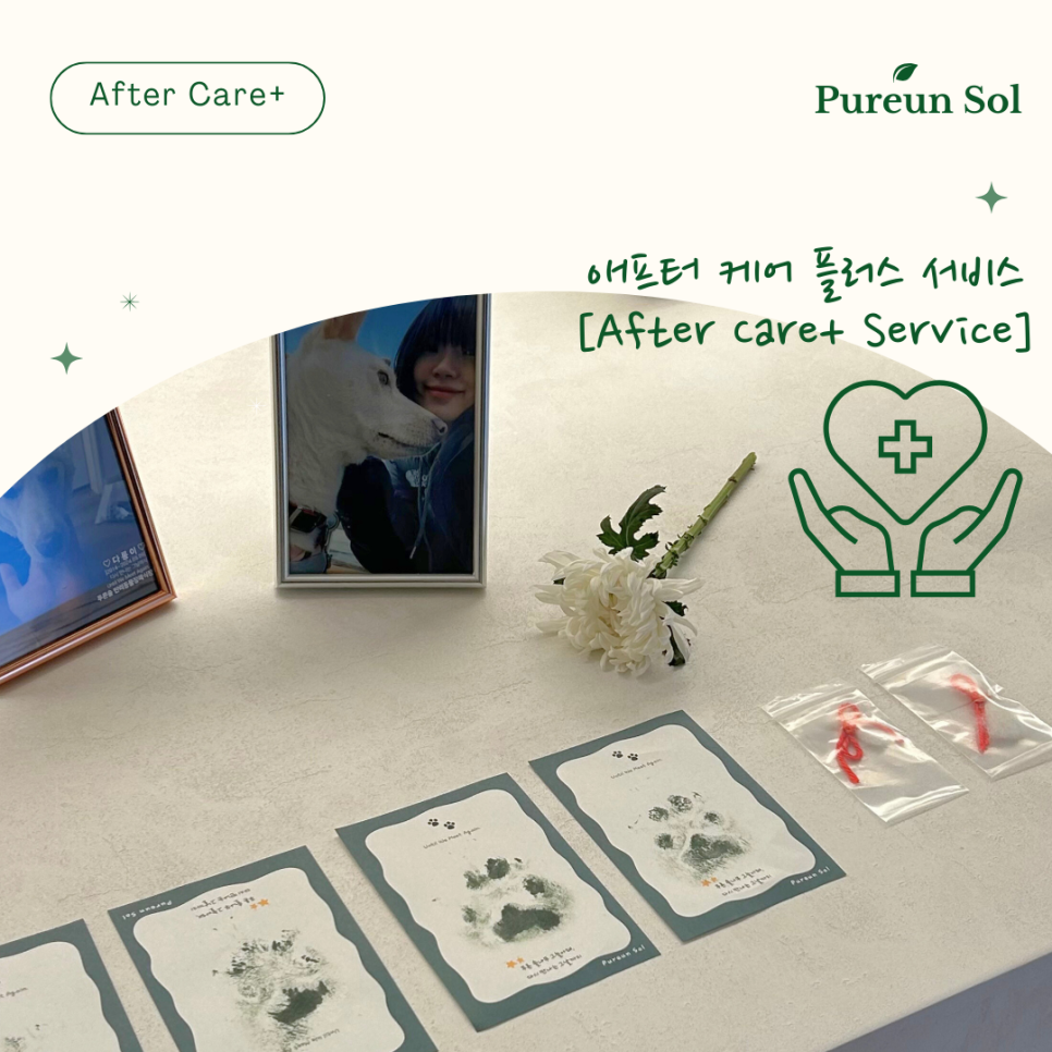 푸른솔 이미지