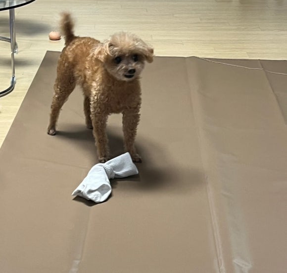 한스필드 이미지