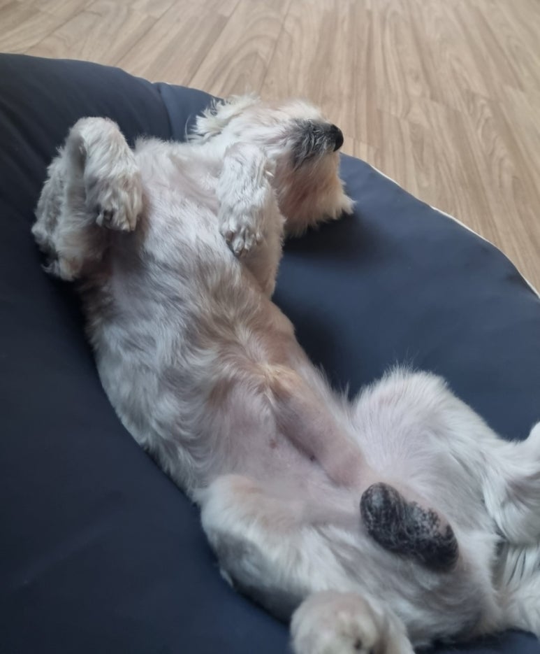 두복 이미지