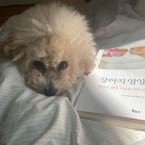 사랑해사랑해호프 이미지