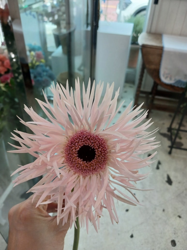 모코코플레르 이미지