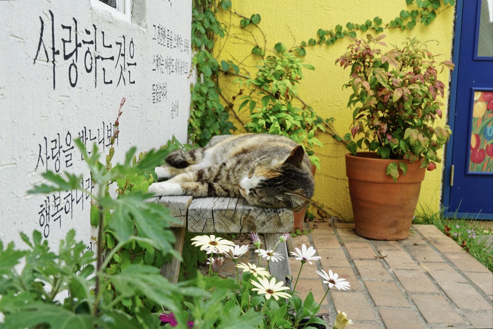 단팥하우스 이미지