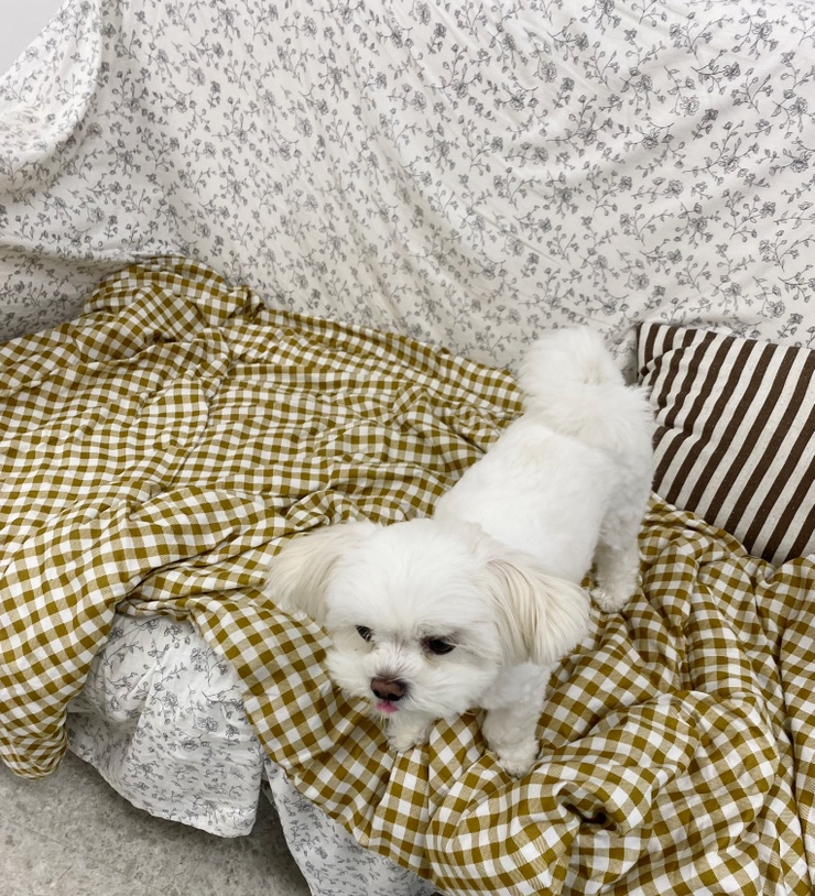 티니네일 이미지