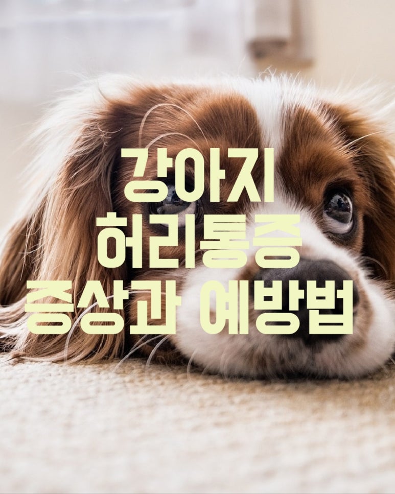 강아지 허리통증 증상과 예방법