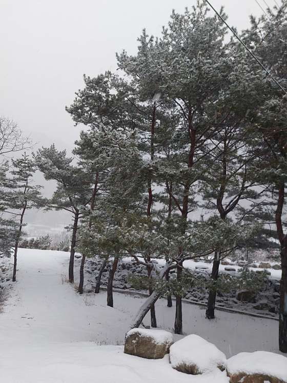 파인트리캠핑장 이미지
