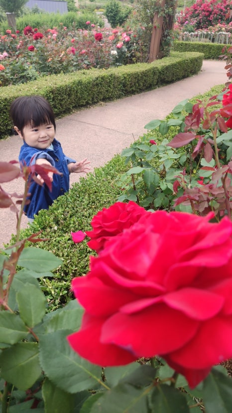 장미한복 이미지