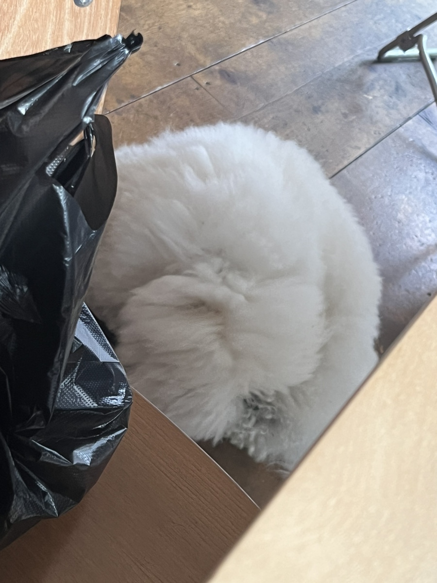 어거스트어스 이미지