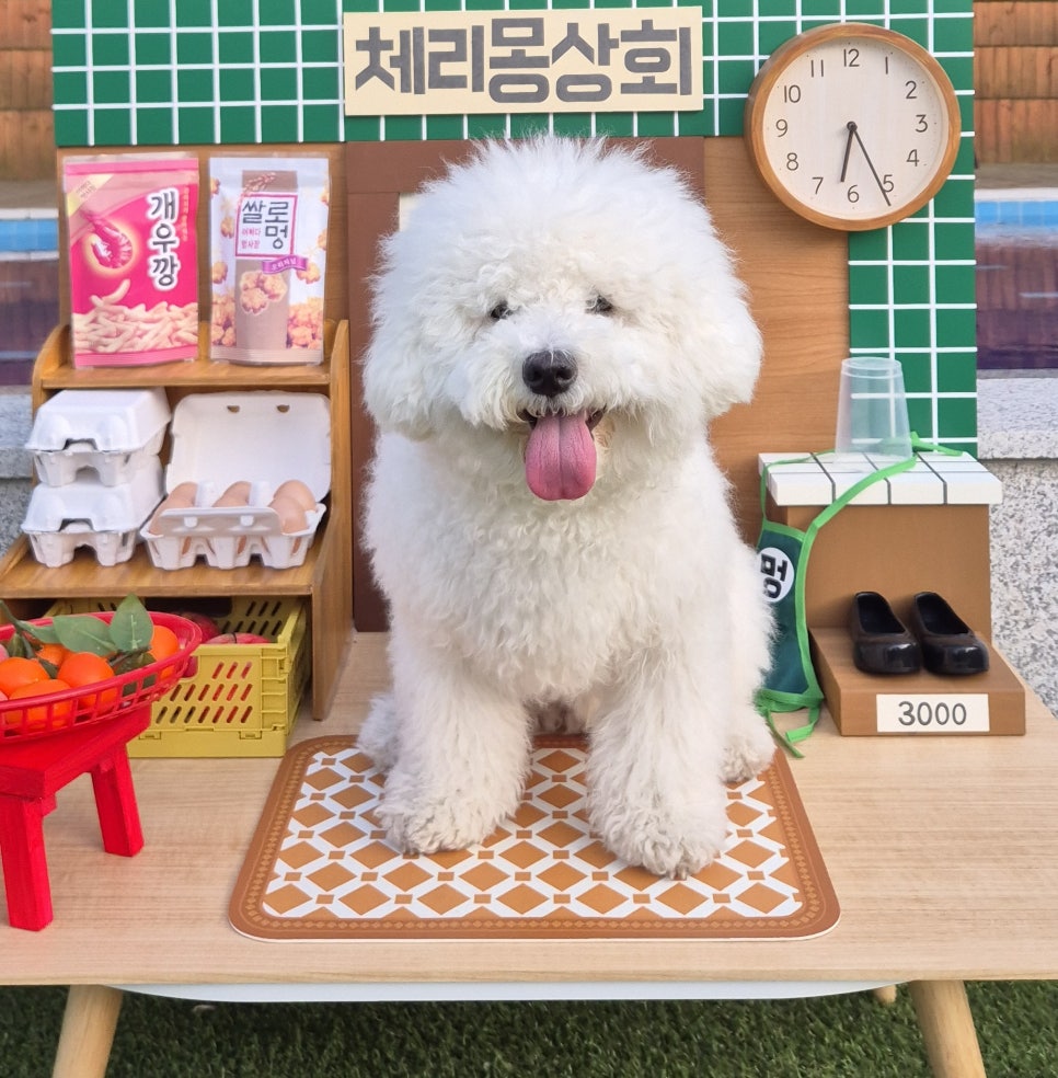체리몽애견풀빌라 이미지